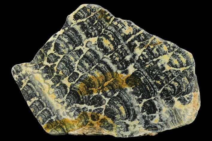 Proterozoic Age Columnar Stromatolite (Asperia) Slab - Australia #132380
